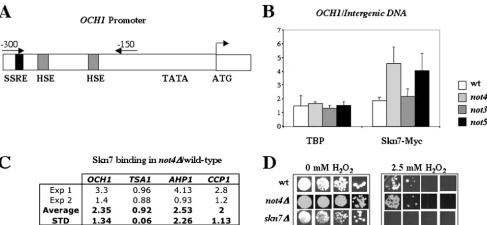 FIG. 4. The binding of Skn7 is speciﬁcally increased on the OCH1OCH1presence of theThis value is signiﬁcantly higher in thethe amount of Myc antibody required, and cells expressing endogenous untagged Skn7 were used as a control for speciﬁc coimmunoprecipi