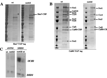 FIG. 5. Puriﬁcation of TAP-tagged Skn7 and Caf40 in wild-type and not4(MY3247) cells were grown exponentially for total RNA preparation