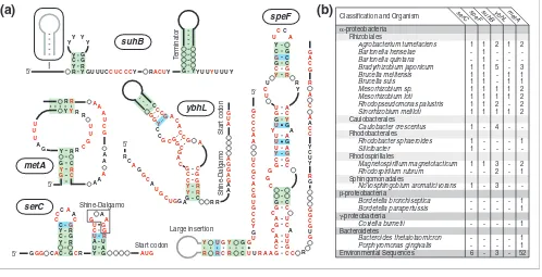 Figure 1α-Proteobacterial RNA elementsα-Proteobacterial RNA elements. 