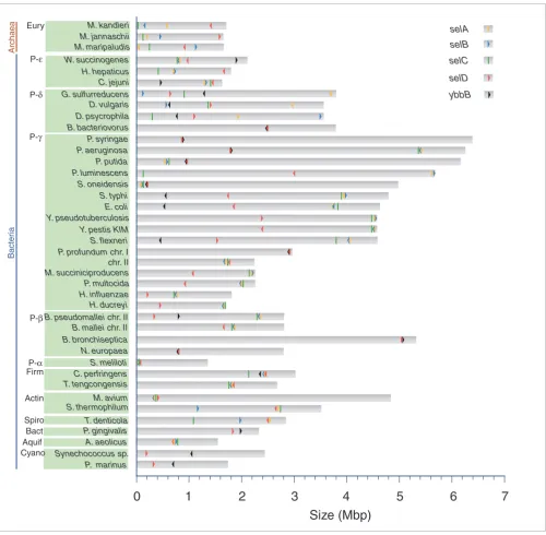 Figure 3Genome location of selA, selB, selC, selD and ybbB