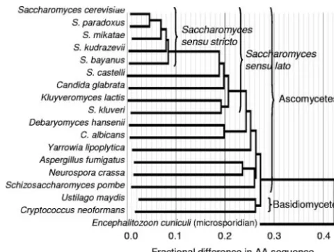 FIG. 1. Neighbor-joining phylogenetic tree based on amino acidsubstitution rates for all orthologs in 18 fungal genomes.
