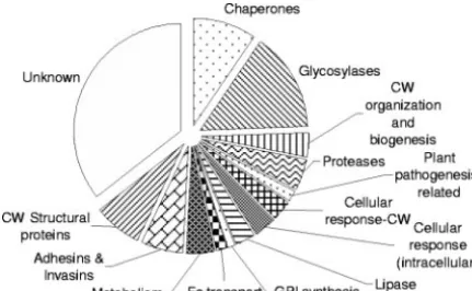 FIG. 2. Cellular function groups of S. cerevisiaeproteins. The size of each sector is proportional to the number of cell wall-relatedORFs in that group