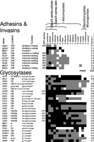 FIG. 3. Presence of homologs and orthologs for two functional groups of wall-related genes in 17 fungi