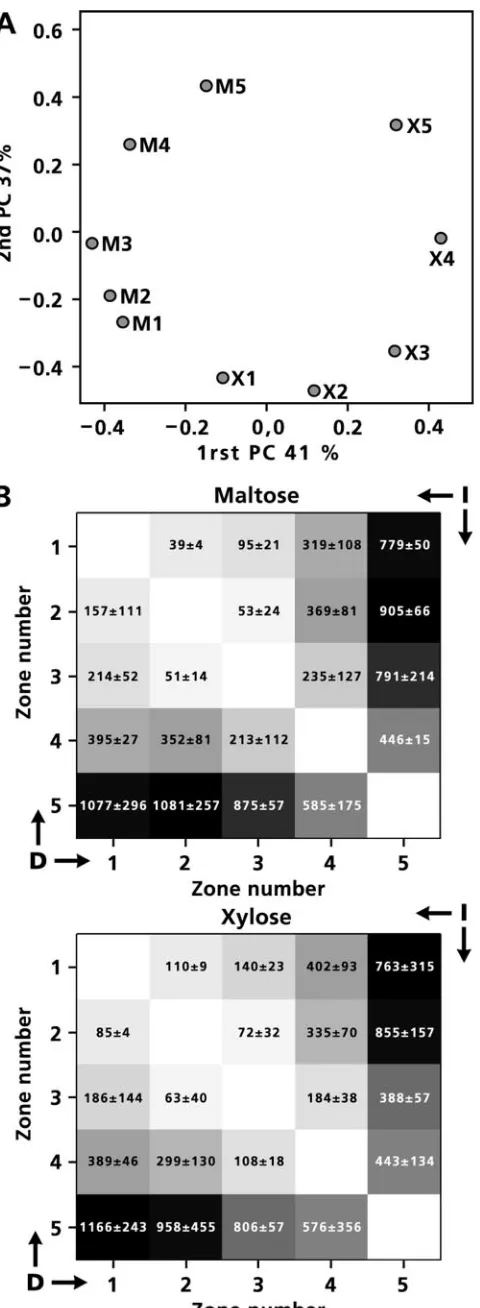 TABLE 3. Results for Fisher’s exact test for the most peripheraland central zones of 7-day-old maltose- and xylose-grownsandwiched colonies of A