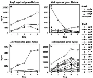 FIG. 4. Expression proﬁles of AmyR (A, C)- and XlnR (B, D)-regulated genes in colonies of A