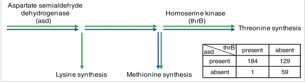 Figure 2Asymmetrically linked reaction pairs (A→B) related to asymmetry in gene essentiality, growth defects, gene expression and genome evolutionAsymmetrically linked reaction pairs (A→B) related to asymmetry in gene essentiality, growth defects, gene exp