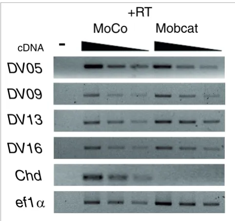 Figure 5Effect of Wnt signaling on expression of novel transcripts