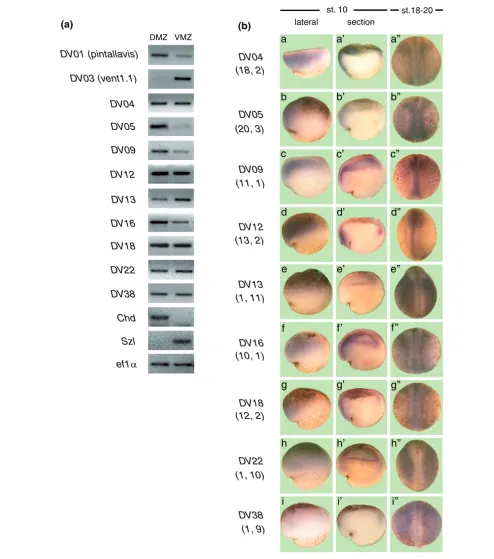 Figure 3Verification of the differential expression of X. tropicalis transcripts identified by SAGE
