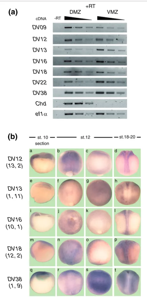 Figure 4b). Based on their early (Figure 4b, panels a, i and m)