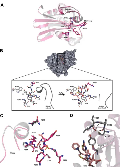FIG 1 Crystal structure of OXA-48:P68A and molecular modeling of OXA-48:P68A,Y211S. (A) Structure in the absence of CAZ (red)OXA-48 and OXA-48:P68A, we found AVI interacting and binding to the same residues