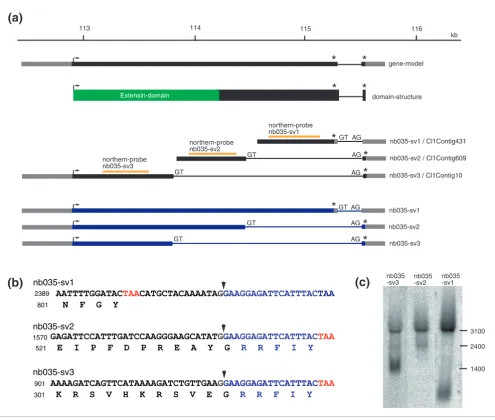 Figure 8nb035scaffold NW_002151021). Genomic organization and alternative transcripts of Genomic organization and alternative transcripts of nb035