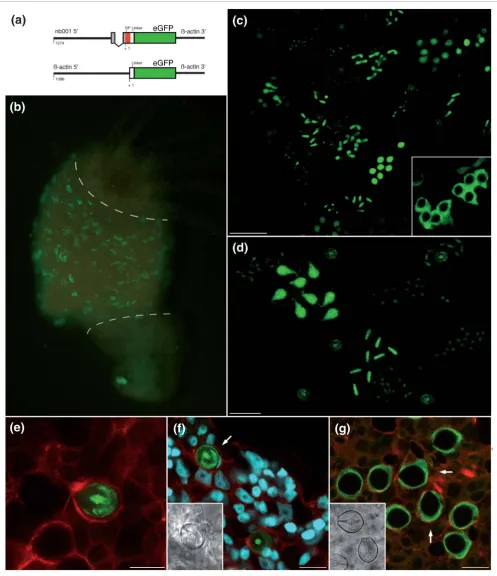 Figure 10 (see legend on next page)