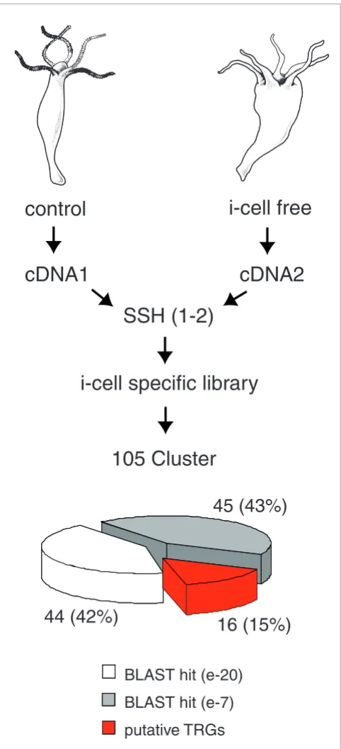 Figure 4a). Interestingly, while the first two introns are