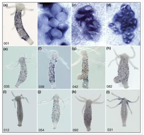 Figure 2Expression of taxonomically restricted genes identified in the suppression subtractive hybridization screening in Hydra nematocytesExpression of taxonomically restricted genes identified in the suppression subtractive hybridization screening in Hyd