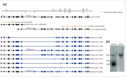 Figure 5Genomic organization and alternative transcripts of nb054/spinalin
