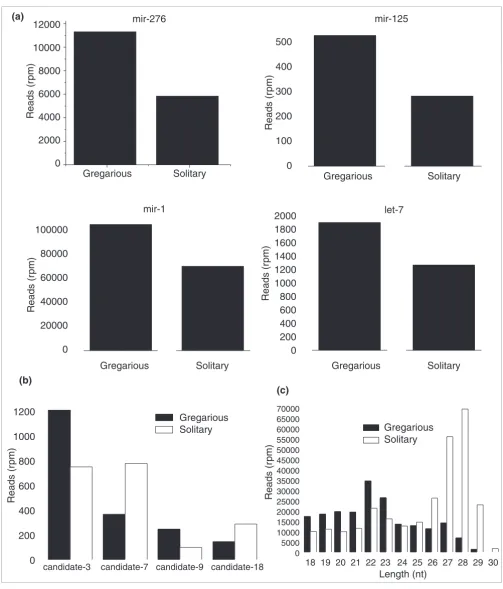 Figure 7Different expression levels of small RNAs in the gregarious and solitary phases