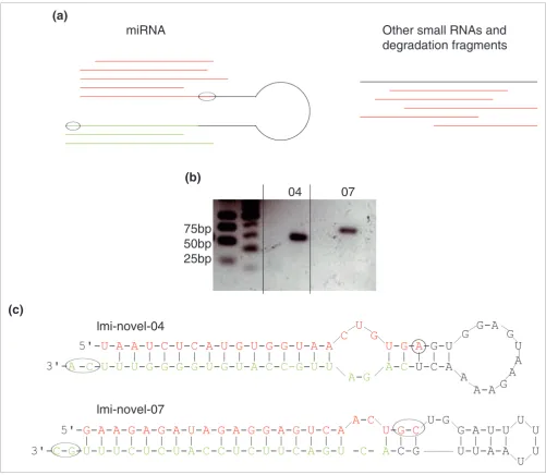 Figure 3Principles of locust-specific miRNA prediction and examples of the secondary structure of locust-specific miRNA precursors