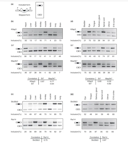 Figure 5Examples of EE links illustrated by RT-PCR of tissue RNAs