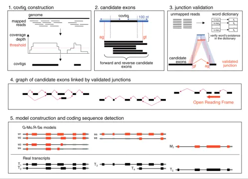 Figure 1method for building gene models from short readsconstruction) is the construction of covtigs (coverage contigs), which are built from positions where short reads are mapped above a given depth exons are indicated by black lines and boxes, respectiv