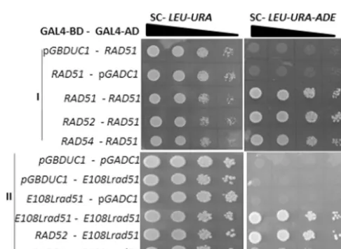 FIG 4 Mutation at E108 position of Rad51 sensitizes the cells to MMS and renders them deﬁcient in geneconversion