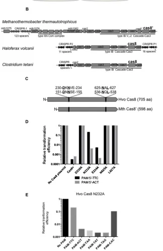 Figure 1Effect on CRISPR interference of mutations in Archaeal Cas8