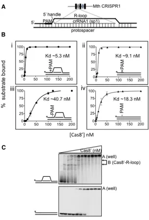 Figure 2EMSAs for binding Cas8′ to duplex and R-loop with + and − PAM(A) Cartoon of R-loop/duplex model substrates used; sequences of DNA and RNA strands are given in supplemental data