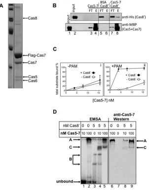 Figure 3Interaction of Cas8 and Cas8′ with Cas5–Cas7(A) Coomassie stained SDS/PAGE proﬁle of co-purifying proteins with Flag-Tagged Cas7 expressed in
