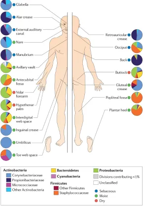 Figure 1. Human skin sites with bacteria Microbes that are considered as skin commensals involve: 