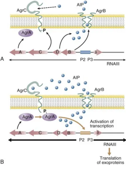 Figure 5. A & B. Schematic diagram of Staphylococcus Agr quorum-sensing system (Mazhar & 