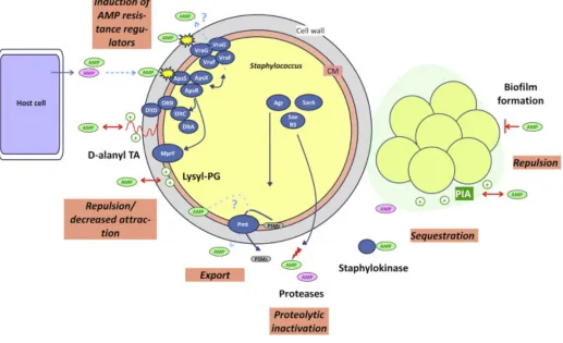 Figure 8. A general demonstration of Staphylococcus becoming resistant to AMPs (Joo & Otto, 2015)