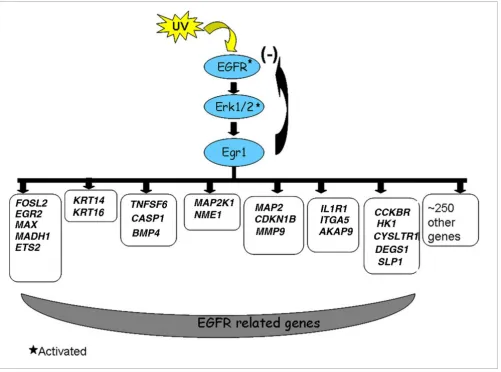 Figure 6Schematic diagram of the activation of Egr1 and the identification of its downstream targets upon UV simulation
