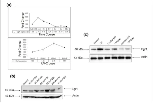Figure 1Egr1 induction upon UV-C stimulation