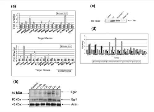 Figure 3Validation of ChIP-on-chip results