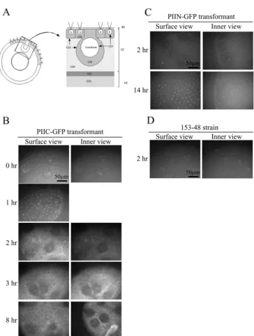 FIG. 2. (A) Schematic picture of the VolvoxFluorescence microscopy of the PIIC-GFP transformant, PIIN-GFP transformant, and 153-48 strain (negative control), respectively