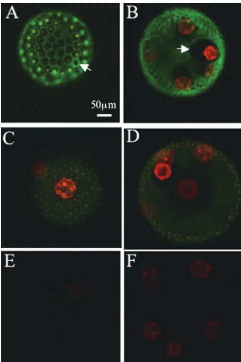 FIG. 3. Surface and inner views of the PIIC-GFP transformant (Aand B), the PIIN-GFP transformant (C and D), and strain 153-48 (E