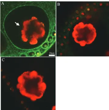 FIG. 4. (A) Inner view showing the gonidium of a highly magniﬁed confocal image of the PIIC-GFP transformant
