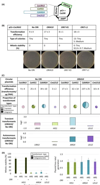 FIG 1(A) Map of a circular plasmid showing relative position of selection markers (CaURA3, CaHIS1,CdARG4, and CmLEU2) and ORI sequence
