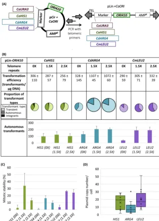 FIG 2 (A) Schematic of construction of linear plasmid using primers with telomeric repeats at their ends