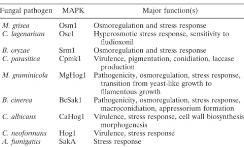 TABLE 3. HOG1 homologs in pathogenic fungi