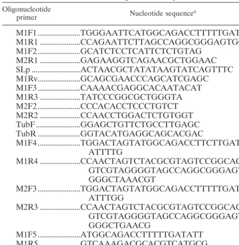TABLE 1. List of oligonucleotide primers