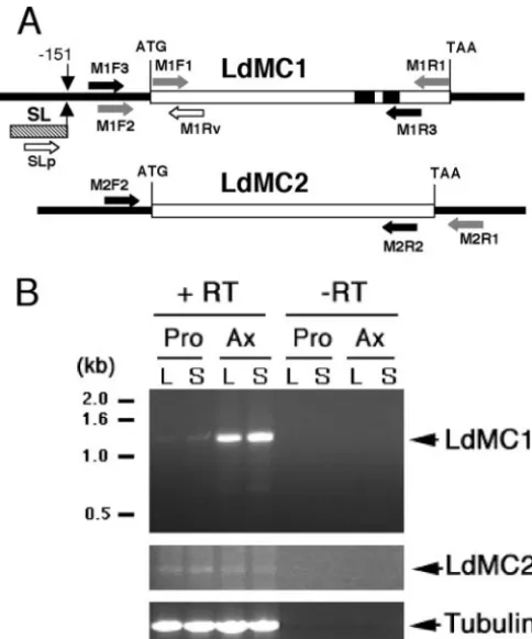 FIG. 2. RT-PCR of LdMC1 and LdMC2. (A) Map of the LdMC1and LdMC2 genes and ﬂanking sequences