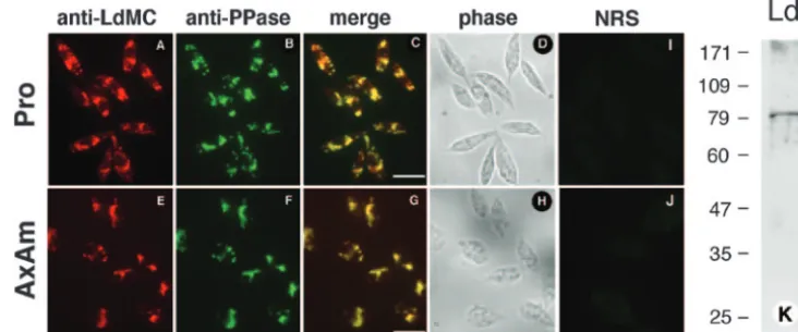 FIG. 5. Immunolocalization of LdMCs in Limmunoﬂuorescence and reacted with both anti-LdMC and anti-TcPPase antibodies