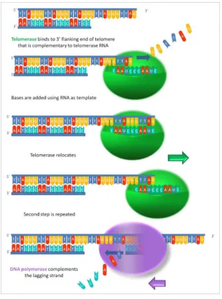 Figure 4 Telomerase repairing telomeric DNA. (Source: Wikiwand, on 20/03/19) 