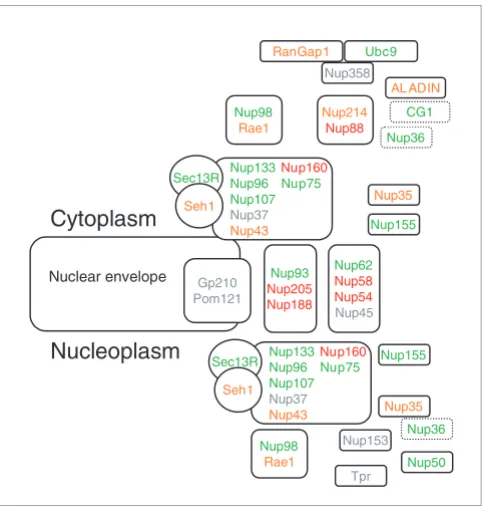 Figure 7Domain conservation of the proteins constituting the NPC