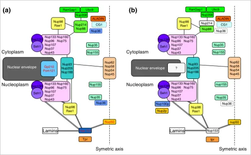Figure 1The structure of the nuclear pore complex