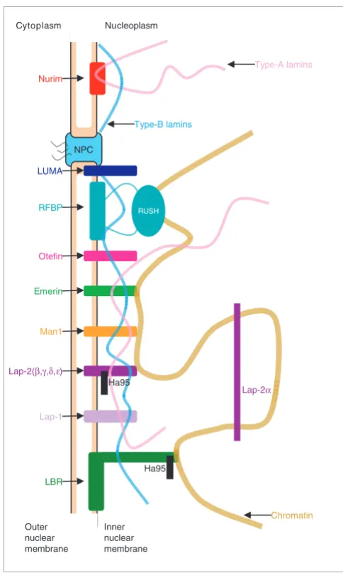 Figure 2organizationsee [65]). Distant homologs of rfbp and Man1 have been found in some Schematic representation of the putative inner nucleus membrane Schematic representation of the putative inner nucleus membrane organization