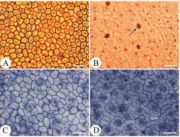 Figure 6. LM micrographs of leaf epidermis of Persicaria rotunda (A, B) and P. jucunda (C, D)
