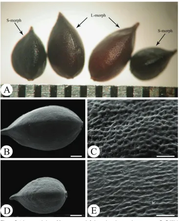Figure 5. Achene morphology of Persicaria rotunda A dimorphic achenes under a stereoscope B–C SEM micrograph of L-morph achene B whole view C partial view showing its epidermis sculpture D–E SEM micrograph of S-morph achene D whole view E partial view show