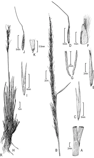 Figure 2. Eriocoma lobata: A sheath and blade B panicle C glumes D floret E floret (close up) F lemma apex G anthers
