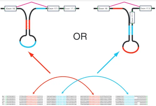 Figure 6Illustration of a potential mechanism for the selection of exon 17